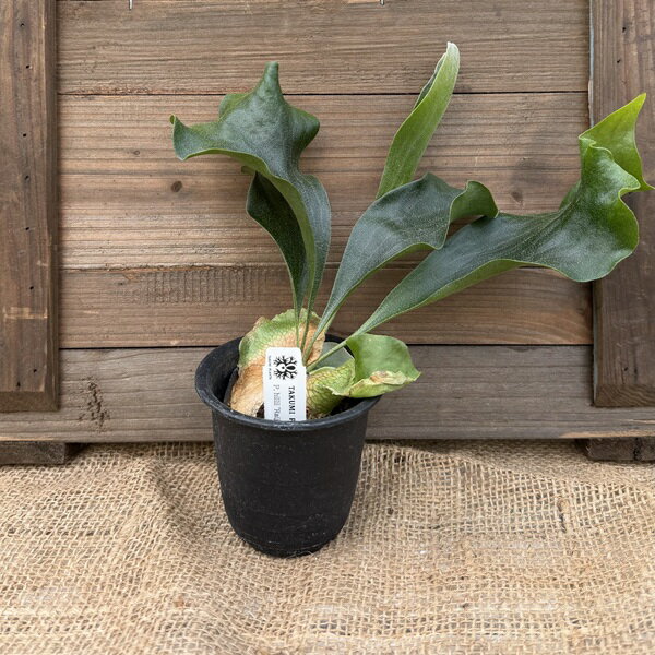 おしゃれ 観葉植物：ヒリーライジン スポア株*ビカクシダ コウモリラン 雷神