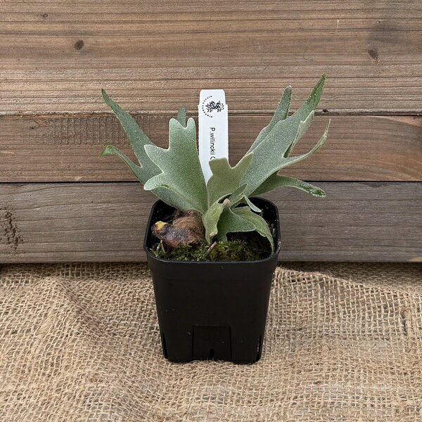 おしゃれ観葉植物：ウィリンキーOM...