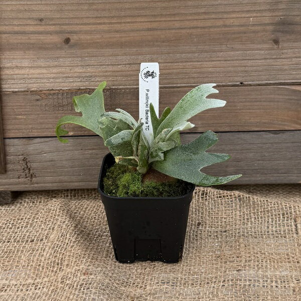 おしゃれ 観葉植物：ウィリンキー バクテリア TC株*ビカクシダ コウモリラン