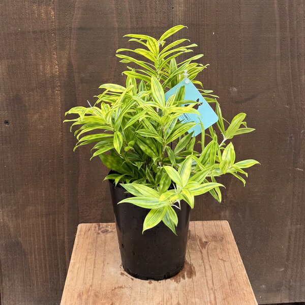 観葉植物：ドラセナ スルクロサ ファニータ*4号 プラポット