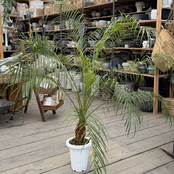 おしゃれ観葉植物：ヤシの木フェニッ...