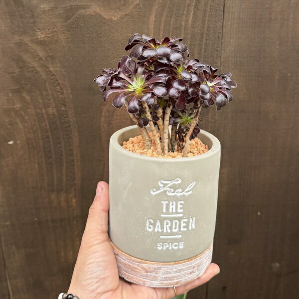 おしゃれ観葉植物：アエオニウムクロ...