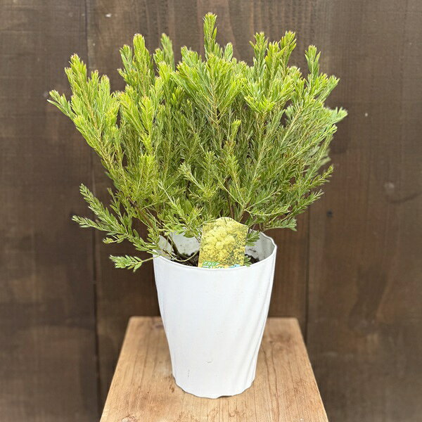 楽天市場】アカシア テレサの通販