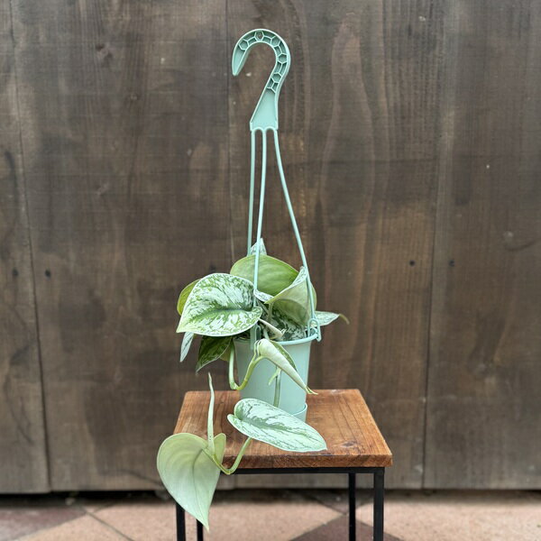 楽天市場】スキンダプサス トレビーの通販