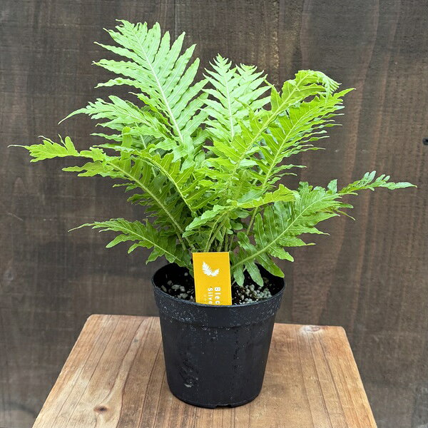 観葉植物　西洋シダ植物：ブレクナム ギバム シルバーレディ*3.5号プラポット