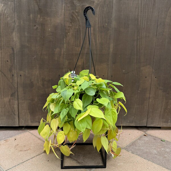 おしゃれ 観葉植物 ：オキシカルジウム ライム*フィロデンドロン 7号 吊り鉢 Philodendron