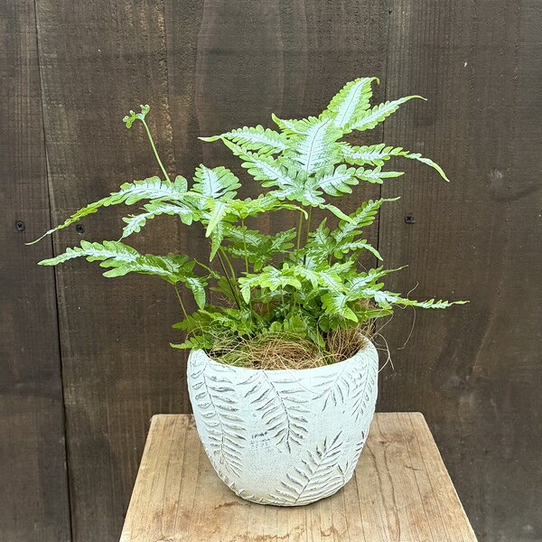 其它 水棲植物 - 観葉植物：プテリス アルギレア 鉢植え* ココヤシ飾り アルギレイア Pteris argyraea