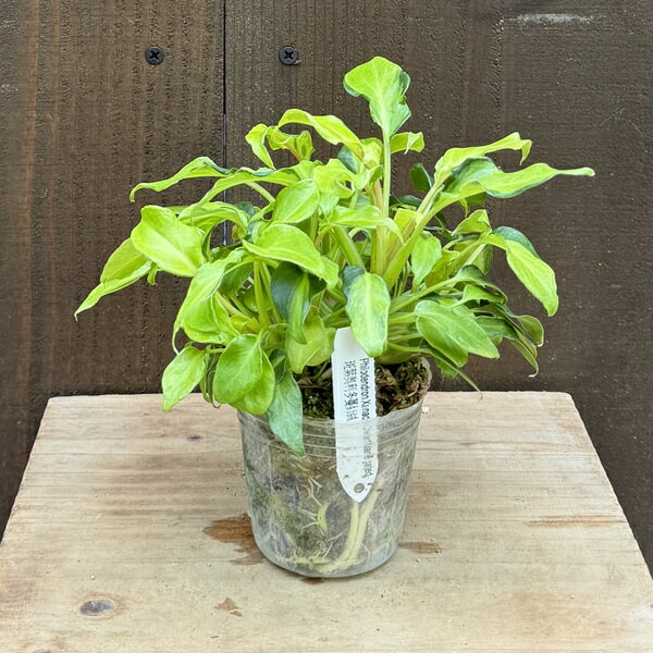 Rakuten - おしゃれ 観葉植物：フィロデンドロン ザナドゥライム コンパクタ*2.5号