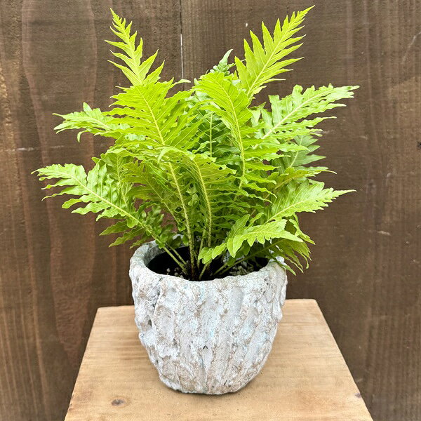 Rakuten - 観葉植物 西洋シダ植物：ブレクナム ギバム シルバーレディ 鉢カバー*1番