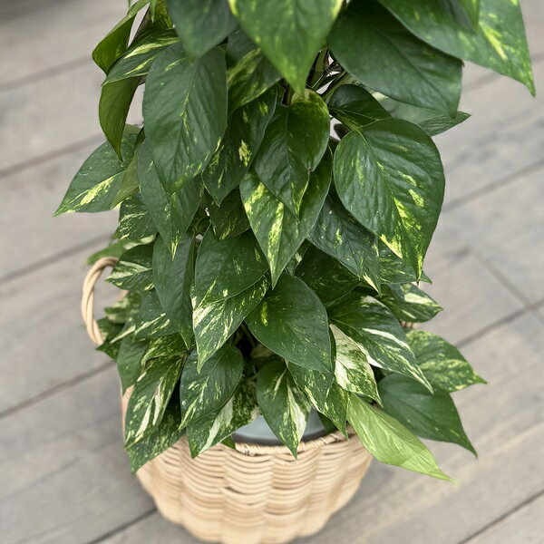 観葉植物：ポトス タワー仕立て 鉢カバー*大型ヤマト便