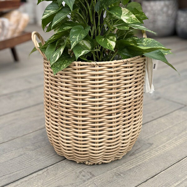 観葉植物：ポトス タワー仕立て 鉢カバー*大型ヤマト便