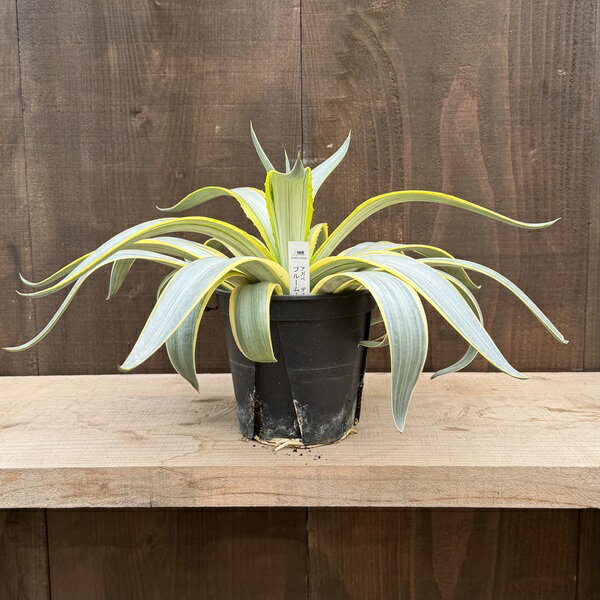 Rakuten - 観葉植物：アガベ ディスメティアーナ ブルームーン*5号 ディスメティアナ