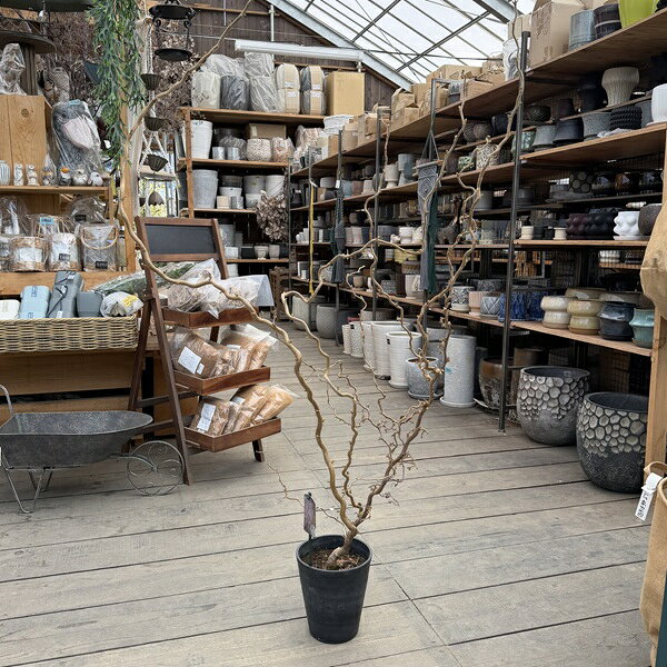 おしゃれ 観葉植物 果樹：ヘーゼルナッツ メデューサ*西洋ハシバミ 雲竜 矮性コリルス 大型佐川急便発送