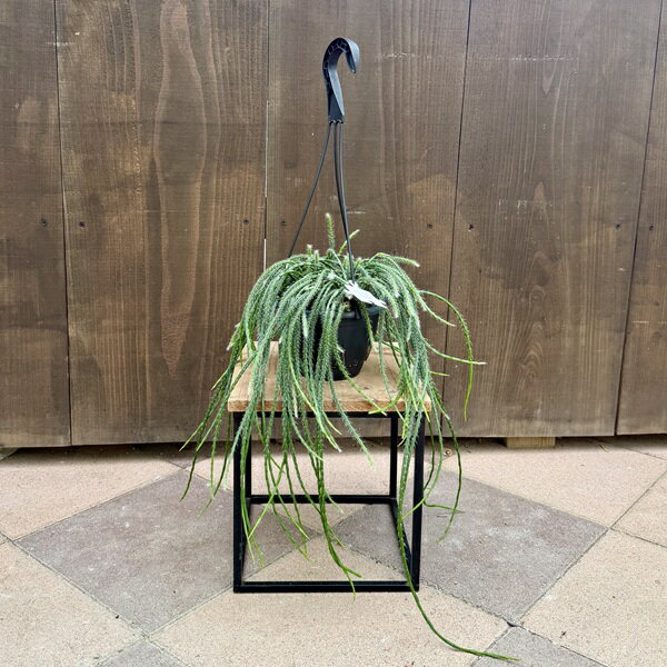 おしゃれ　観葉植物：リプサリス　 パラドクサ*5号　吊り鉢