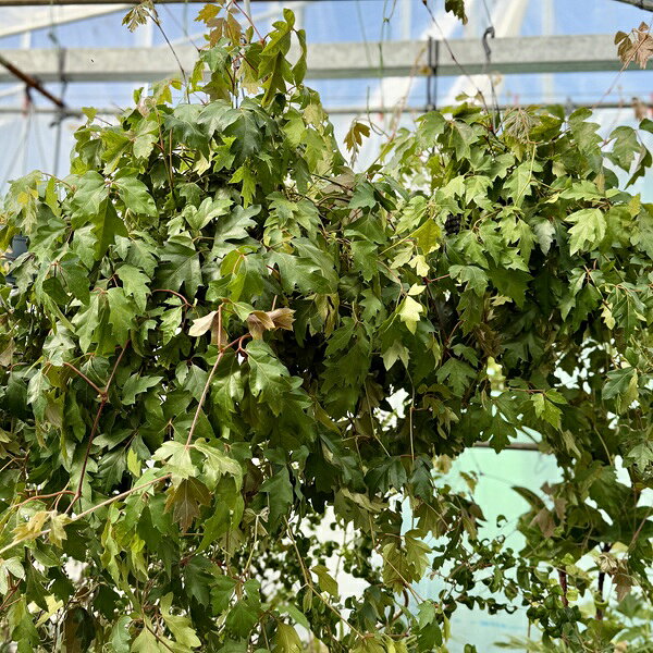 ������� ���տ�ʪ Ω�ɤʡ���� ���å��� �������˥�*6���ߤ� Ellen Danica