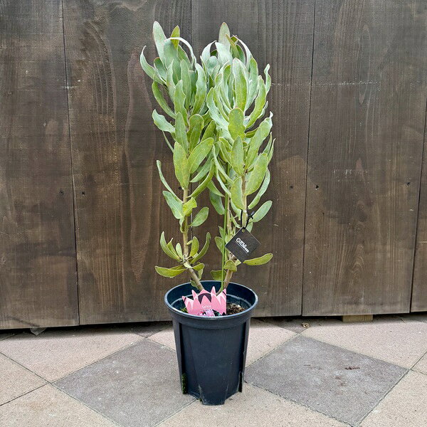 Rakuten - おしゃれ　観葉植物　花苗：プロテア　シルビア*7号