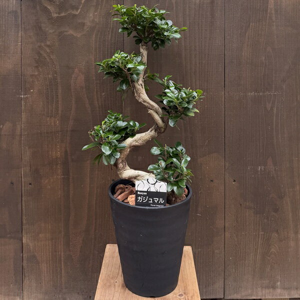 楽天市場】ガジュマル 昇り竜の通販