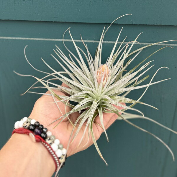 おしゃれ観葉植物エアープランツ：チ...