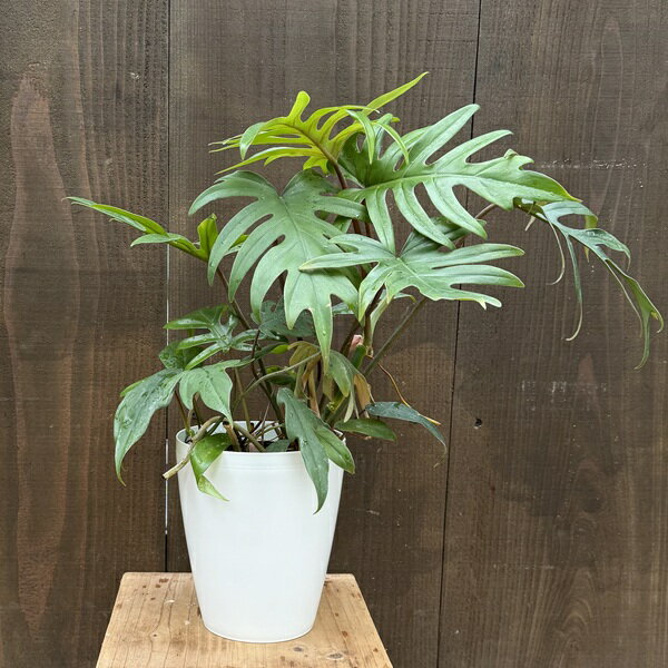 Rakuten - おしゃれ 観葉植物：フィロデンドロン タンゴ*5号 プラポット