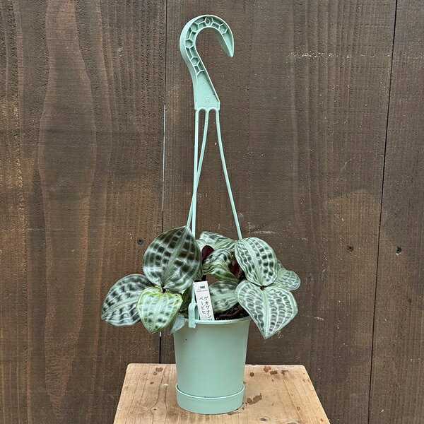 おしゃれ 観葉植物：ゲオゲナンサス ポエピギー*4号 吊り鉢 ゲオゲナンツス ペーピヒー