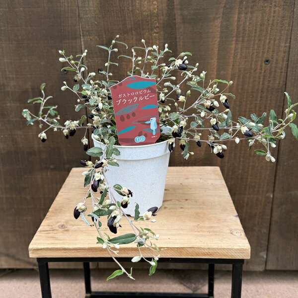 Rakuten - おしゃれ　観葉植物：ガストロロビウム ブラックルビー*Gastrolobium