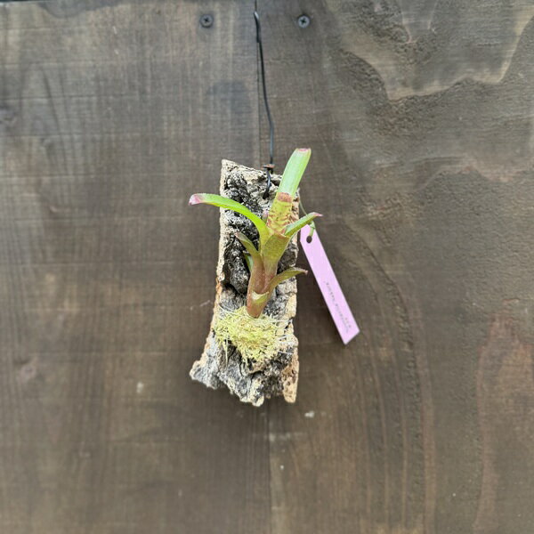 Rakuten - 着生植物 観葉植物：ネオレゲリア サクラ コルク付け*Neoregelia Sakura