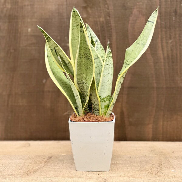 Rakuten - おしゃれ 観葉植物：サンスベリア ホワイトスノー*サンセベリア