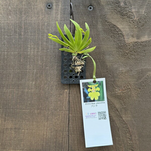 Rakuten - 着生植物 観葉植物：エリシナ プシラ*プラ板付　Erycina pusilla