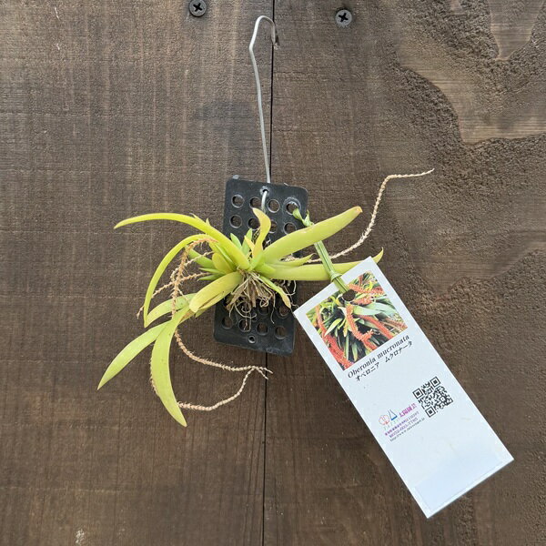 Rakuten - 着生植物 観葉植物：オベロニア ムクロナータ*プラ板付　Oberonia mucronata