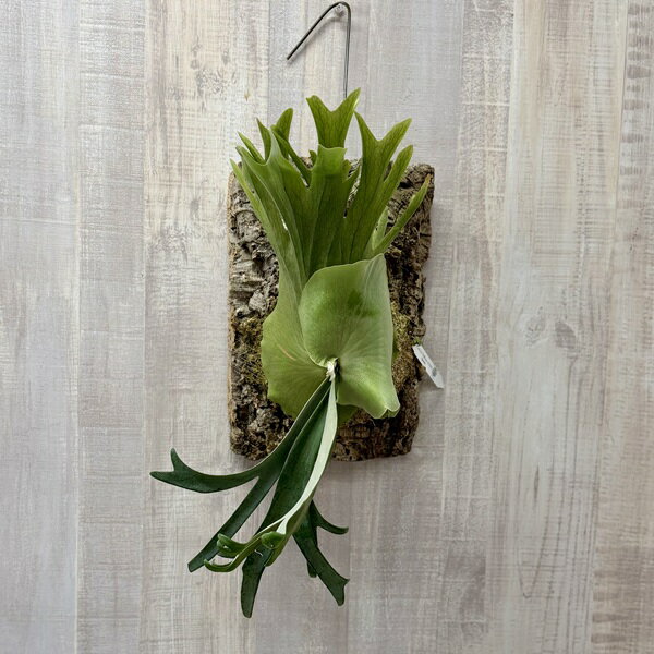 おしゃれ 観葉植物：ウィリンキー イエロームーン SP株　コルク付け*ビカクシダ コウモリラン