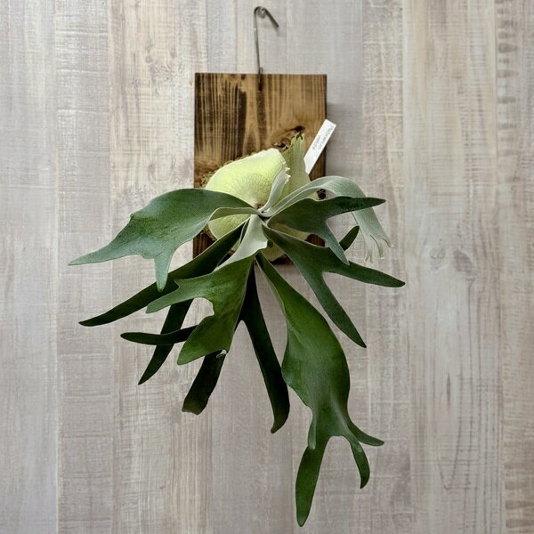 Rakuten - おしゃれ 観葉植物：ビカクシダ コウモリラン ビーチー 板付け*ベイチー Platycerium veitchii