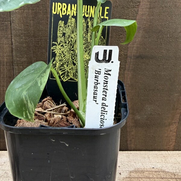 ������� ���տ�ʪ����󥹥ƥ� �ǥꥷ������ �Х�Х���*�ǥꥷ���� 3�� Monstera deliciosa