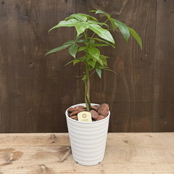 Rakuten - おしゃれ 観葉植物：パキラ*発財樹 5号 バークチップ飾り