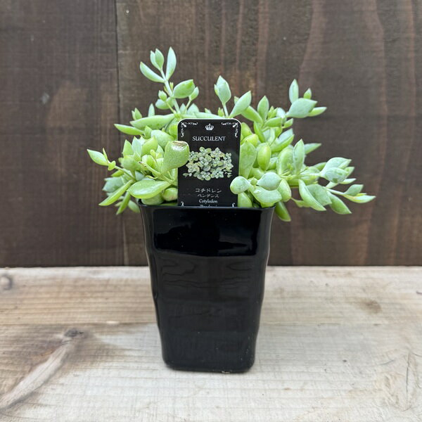 おしゃれ 観葉植物 多肉植物：コチドレン ペンデンス*