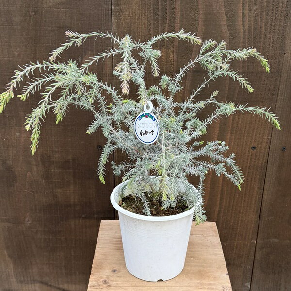 観葉 苗 花苗 鉢花：メラレウカ インカーナ*5号 Melaleuca