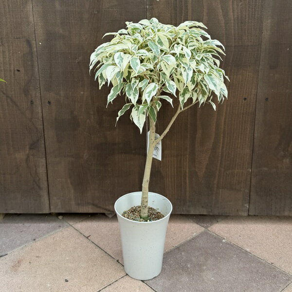 観葉植物：フィカス　ベンジャミン スターライトビューティー*5号　丸プラ