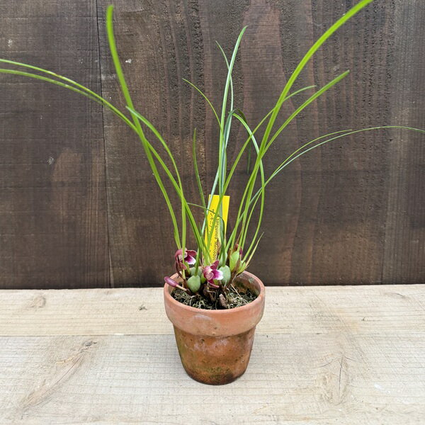 観葉植物 洋ラン：マキシラリア サンギニア メルセデック ラバゴ MC株 素焼き鉢*Max.sanguinea‘Mercedec Rabago’
