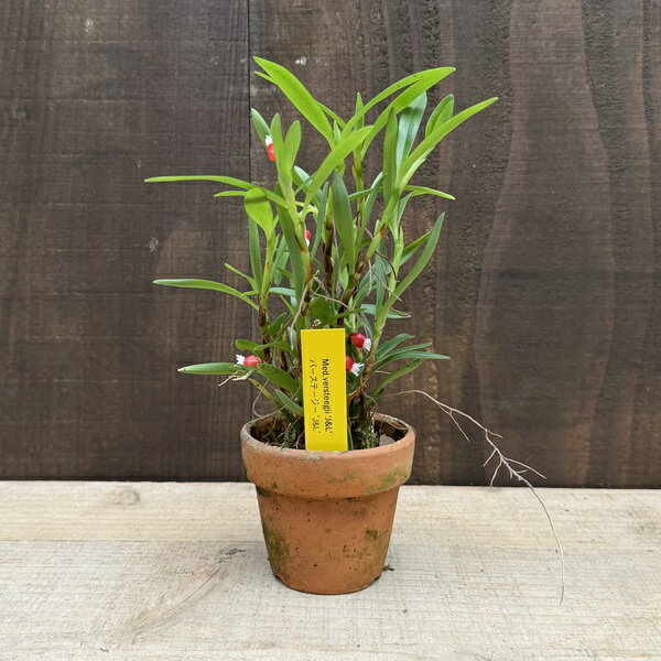 Rakuten - 観葉植物 洋ラン：メディオカルカ バーステージー 素焼き鉢*Med.versteegii‘J&L’