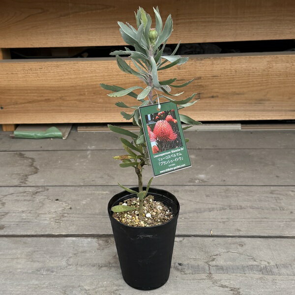 Rakuten - 観葉植物　鉢花：リューコスペルマム　ブランシェ イトウ*リュウコスペルマム 4号