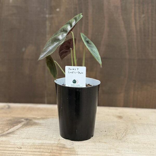 Rakuten - 観葉植物：アロカシア 3号*シルバードラゴン スカルプラム ドラゴンスケール バンビーノ ブラックベルベット レッドシークレット