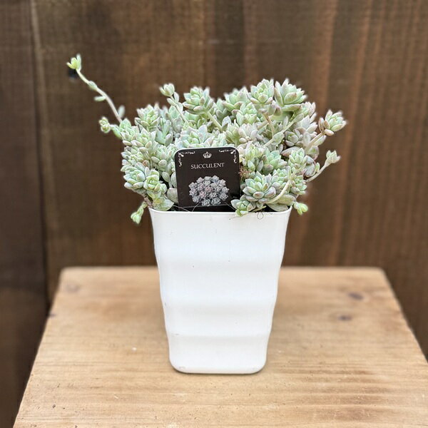 観葉植物：セダム プロリフェラ*Sedam prolifera