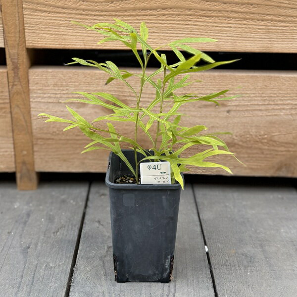 Rakuten - 花苗 観葉植物：グレビレア　 ゴールド*4号　バイレヤナ　バイレアナ