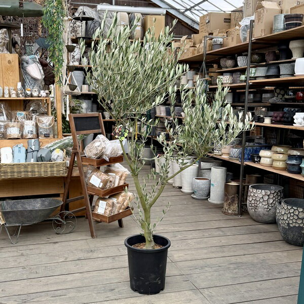 楽天市場】オリーブ souju ミッションの通販