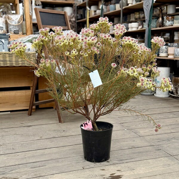 おしゃれ 観葉植物 花苗 ジョーイセルリア：セルリア ラズベリーバースト*7号 現品をお届け 大型ヤマト便