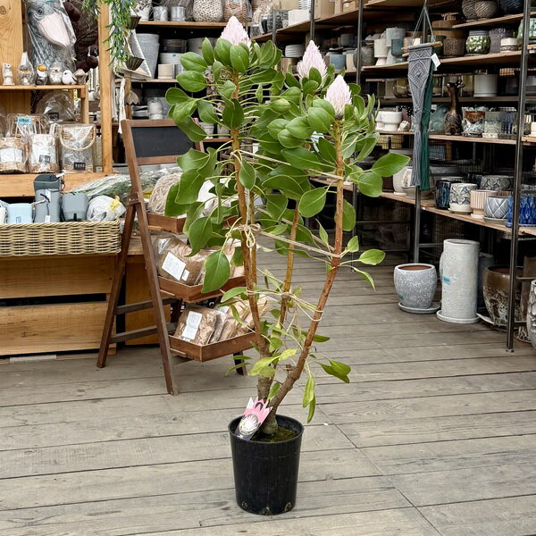 楽天市場】キング プロテアの通販