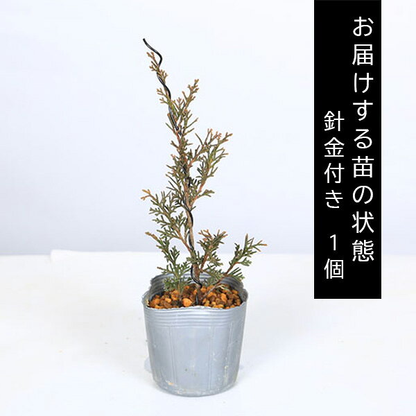 糸魚川真柏の盆栽｜苗
