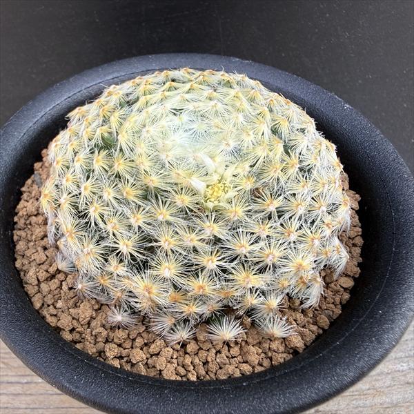 マミラリア 明星の商品画像