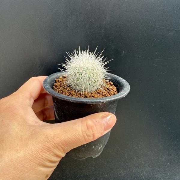 ���ܥƥ󡧥ƥ����������������*��3.5cm�����־�����