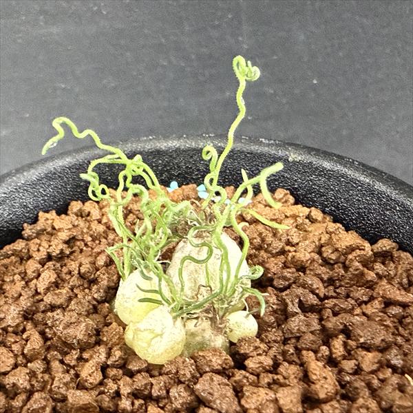 ☆特価☆球根植物：オーニソガルム トルツオスム*幅1.5cm