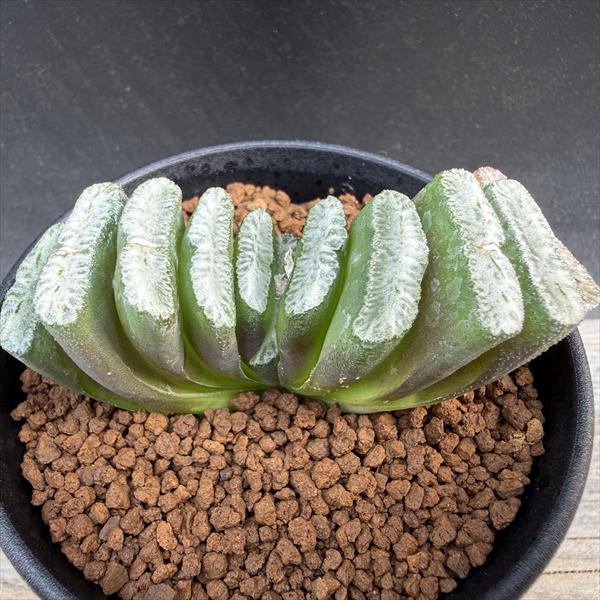 Other Succulents - 多肉植物：ハオルチア　玉扇 ニシA-V×玉扇 白玉*幅8cm